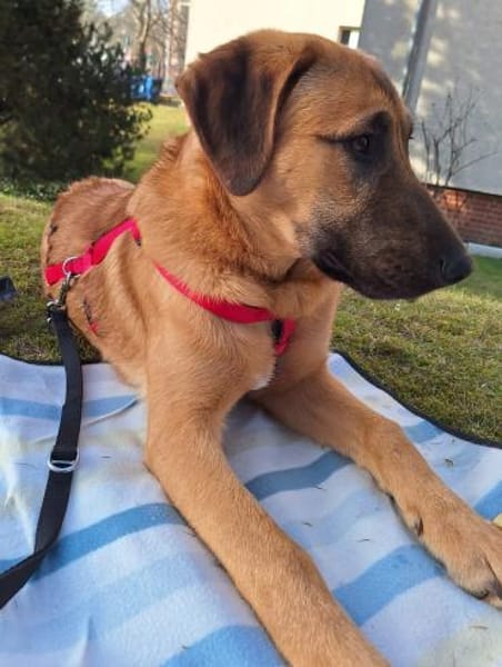 Lyki ist ein lieber, süßer Kerl