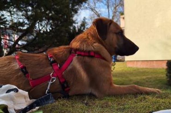 Lyki ist ein lieber, süßer Kerl