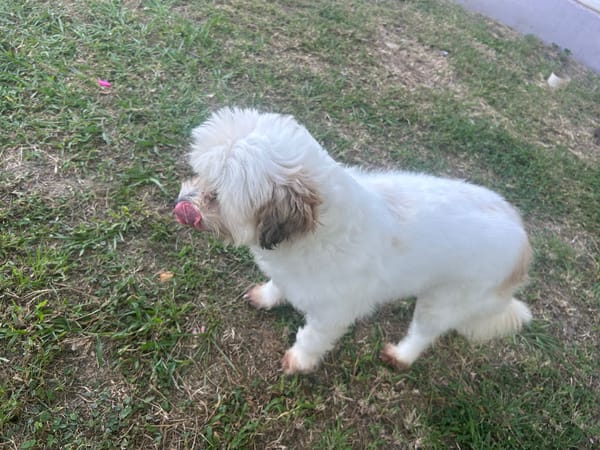 HONEY, Femelle Croisée Spitz Bichon