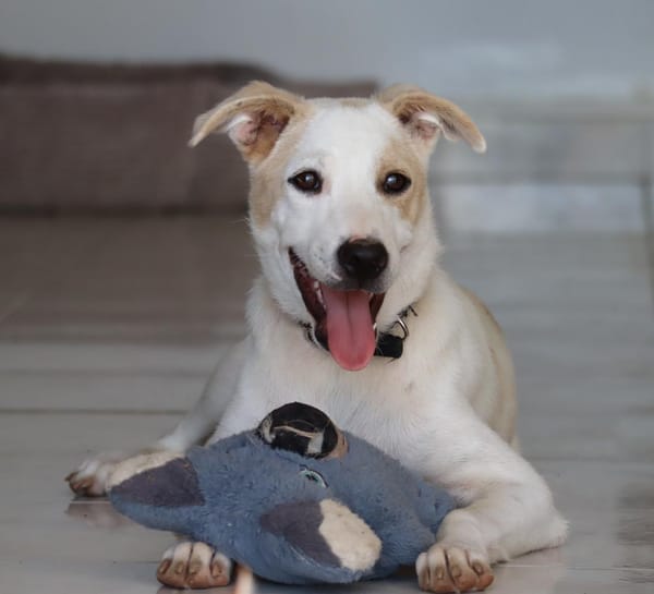 HOWDY, Chiot Berger Créole