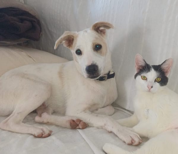 HOWDY, Chiot Berger Créole