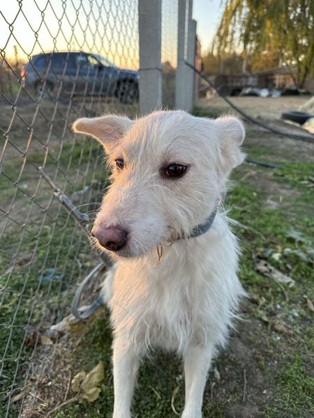 🐾❤. FRITZCHEN, 40/45 cm