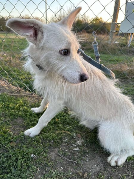 🐾❤. FRITZCHEN, 40/45 cm