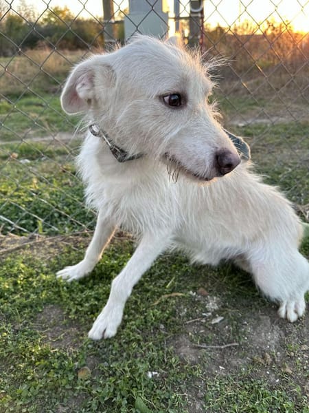 🐾❤. FRITZCHEN, 40/45 cm