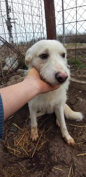 🐾❤. FRITZCHEN, 40/45 cm