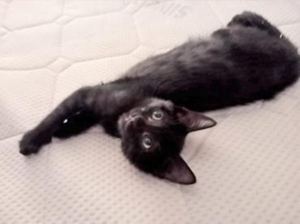 Stella sucht tolles Zuhause