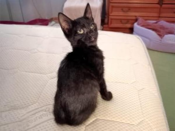 Stella sucht tolles Zuhause