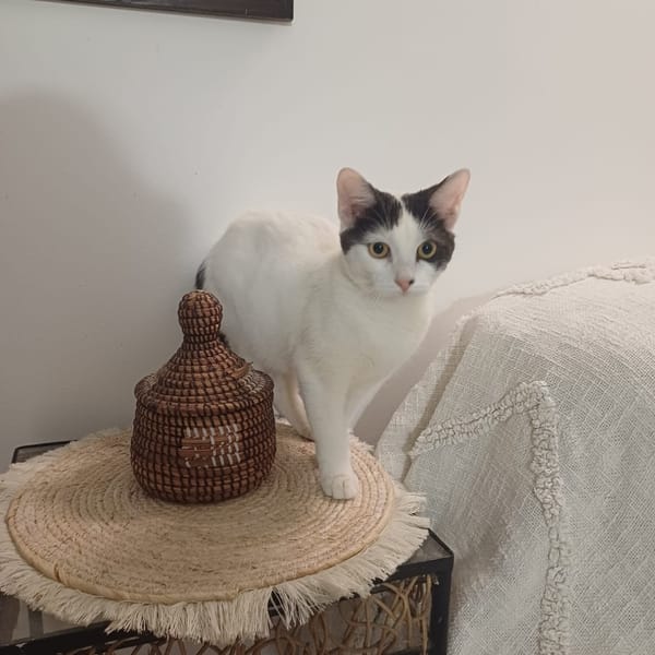 KALICY, chaton femelle européen