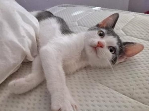 Geben Sie kleinem Sole ein Zuhause?