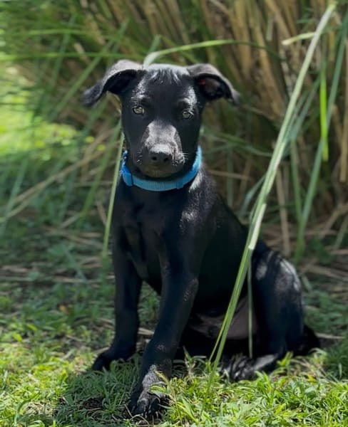LOCKY, Chiot mâle Croisé Labrador