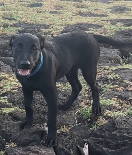 LOCKY, Chiot mâle Croisé Labrador