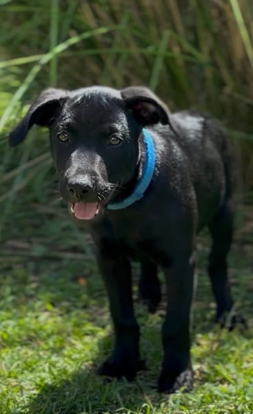 LOCKY, Chiot mâle Croisé Labrador