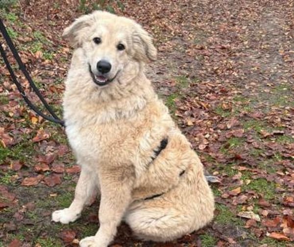 Mela- sucht dringend ein neues Zuhause