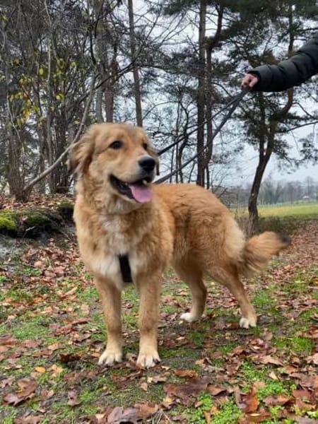 Molly - braucht dringend Hilfe