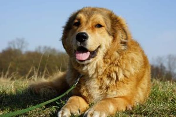 Molly - braucht dringend Hilfe