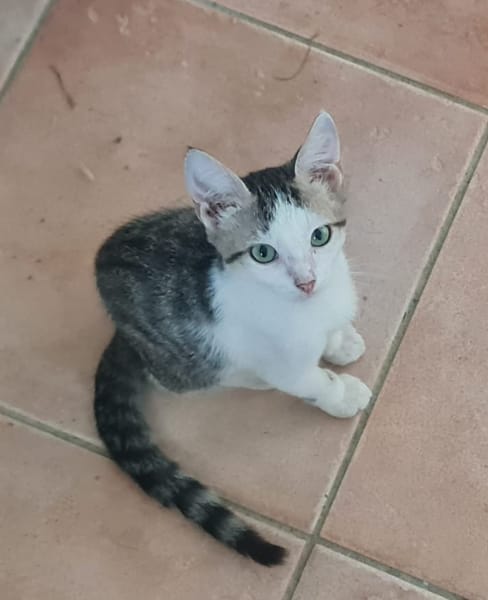 MOHAI, Chaton mâle européen