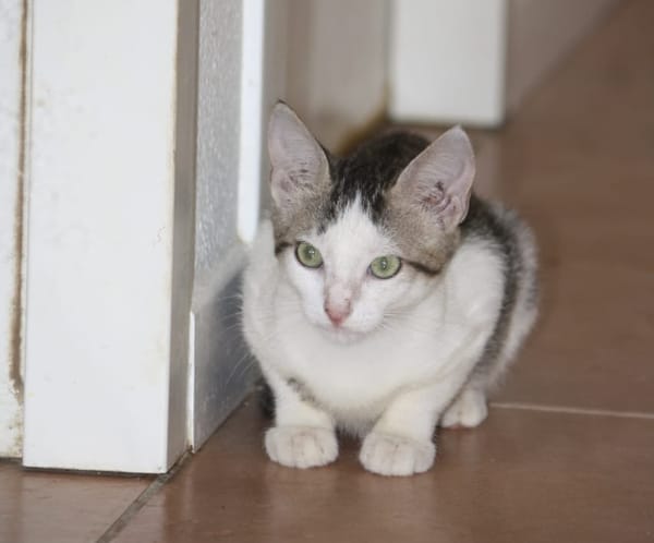 MOHAI, Chaton mâle européen