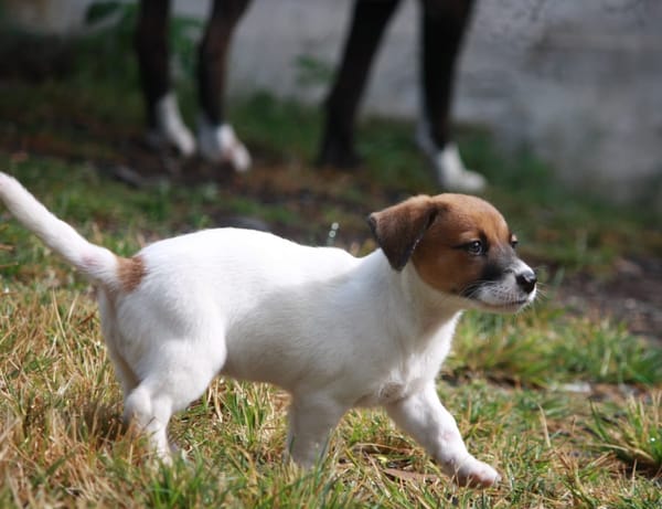 PERLE, chiot Berger Créole femelle