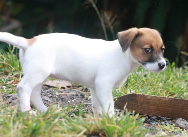 PERLE, chiot Berger Créole femelle