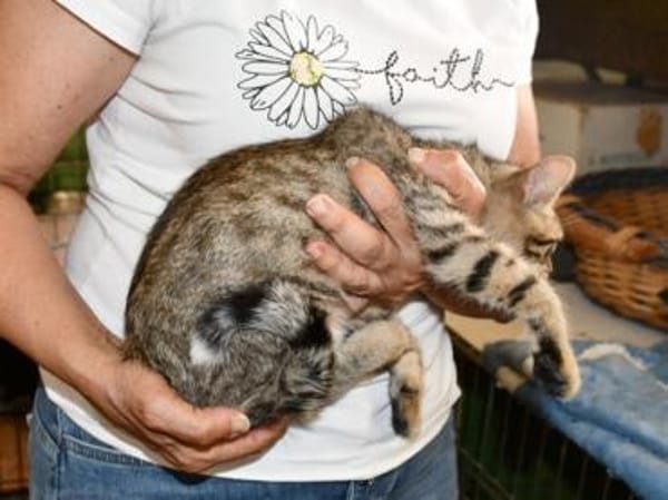 Priscilla sucht eigenes Körbchen