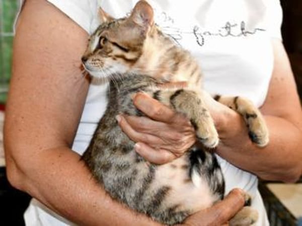 Priscilla sucht eigenes Körbchen