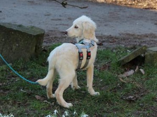 Gioia möchte Sie durchs Leben begleiten