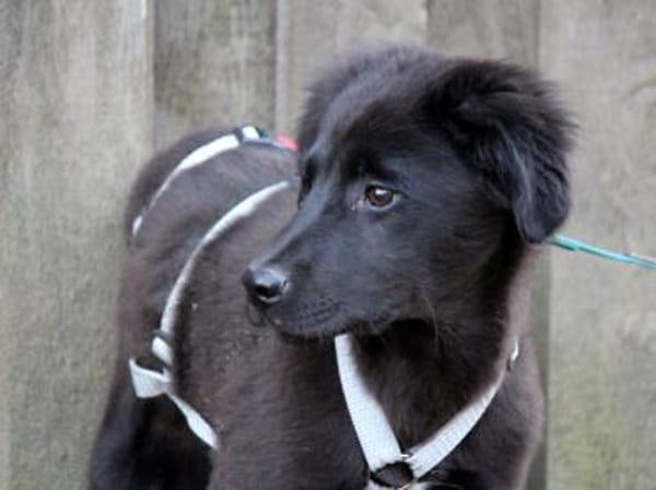 Neugieriger Pluto sucht seine Menschen