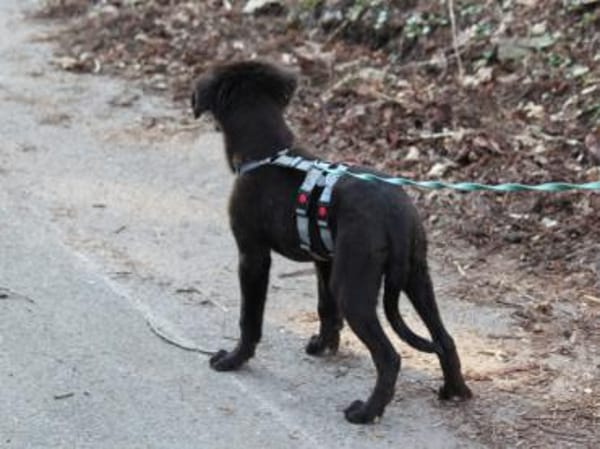 Neugieriger Pluto sucht seine Menschen