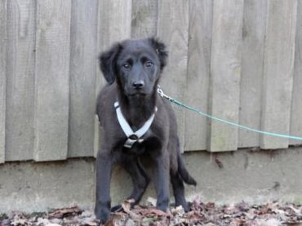 Neugieriger Pluto sucht seine Menschen