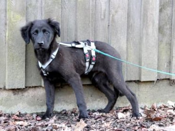 Neugieriger Pluto sucht seine Menschen