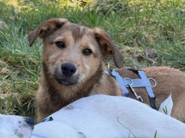 Liebevolles Zuhause für Rojo gesucht