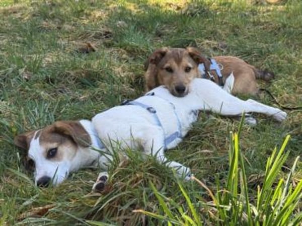 Liebevolles Zuhause für Rojo gesucht