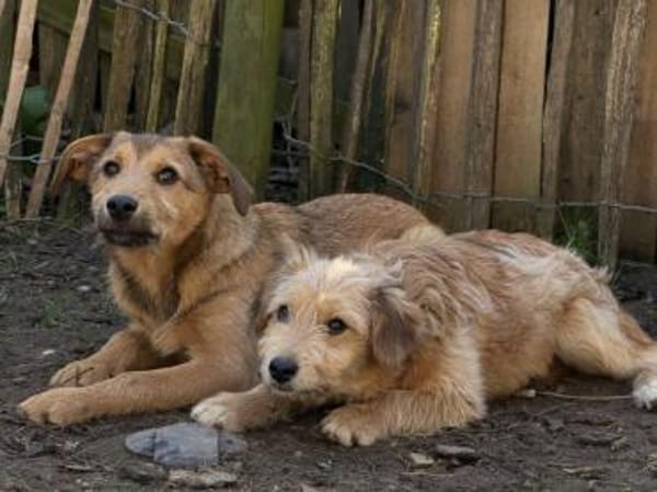 Liebevolles Zuhause für Rojo gesucht