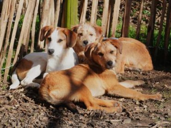 Liebevolles Zuhause für Rojo gesucht