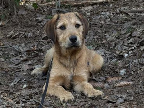 Ramen möchte Ihre Familie bereichern