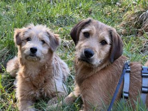 Ramen möchte Ihre Familie bereichern