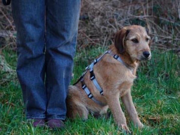 Ramen möchte Ihre Familie bereichern