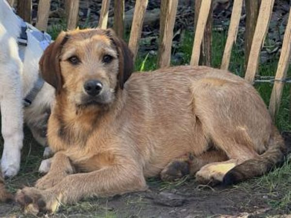 Ramen möchte Ihre Familie bereichern
