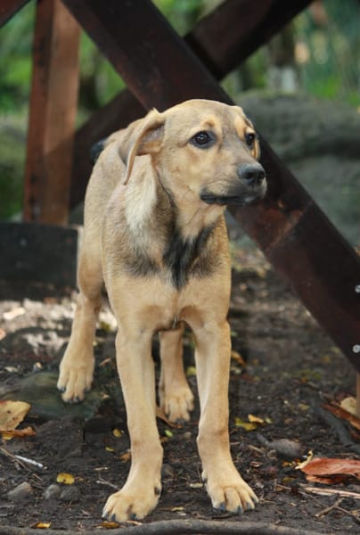 VERA, chiot femelle Berger Créole