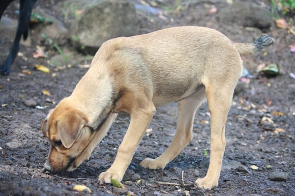 VERA, chiot femelle Berger Créole