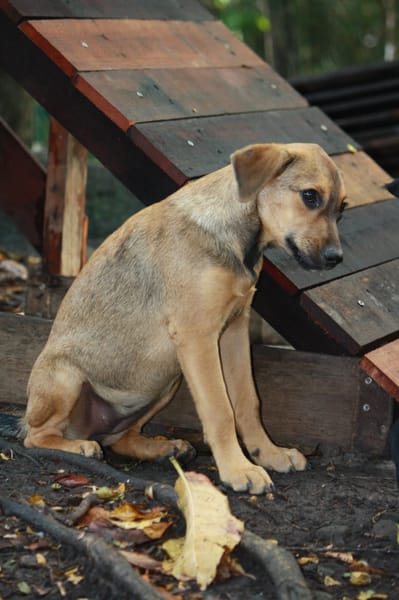 VERA, chiot femelle Berger Créole