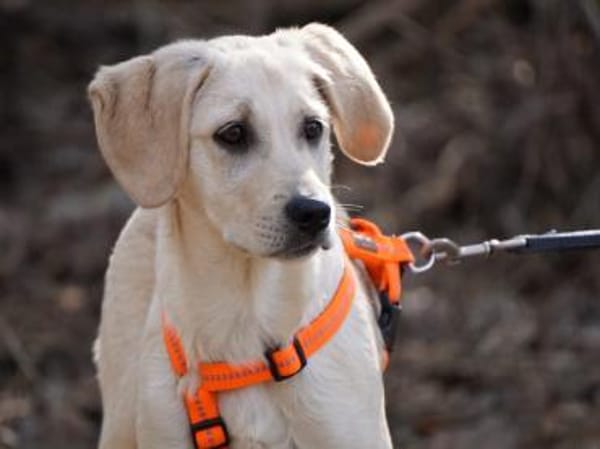 Giselle möchte Sie begleiten