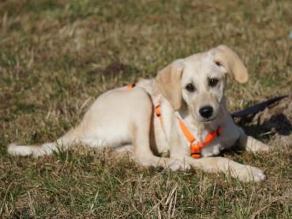Giselle möchte Sie begleiten