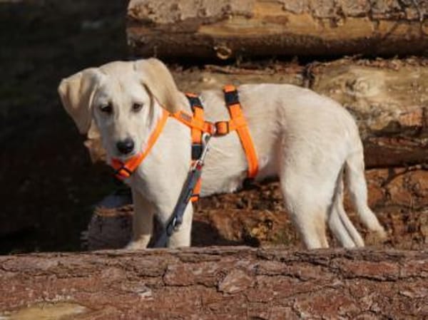 Giselle möchte Sie begleiten