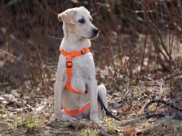 Giselle möchte Sie begleiten