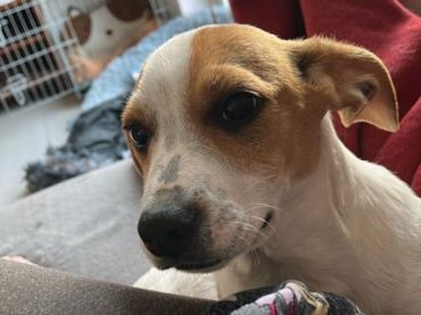 Schönes Zuhause für Snoopy gesucht