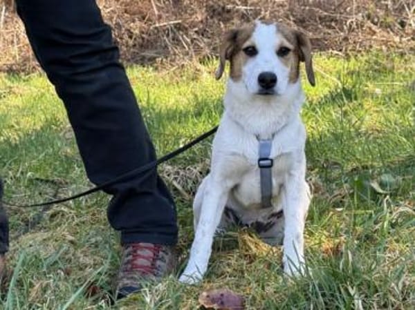 Raven sucht gutes Zuhause