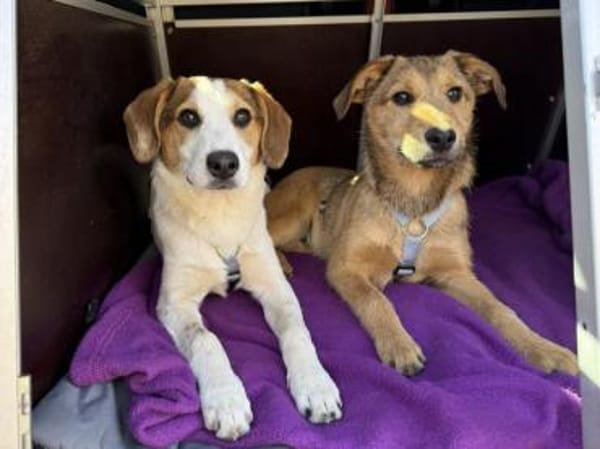 Raven sucht gutes Zuhause