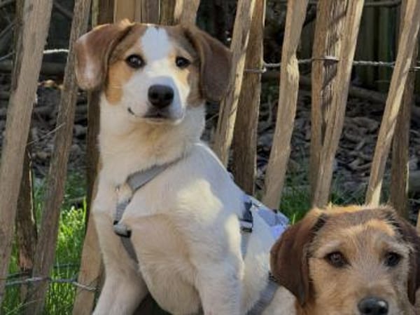 Raven sucht gutes Zuhause