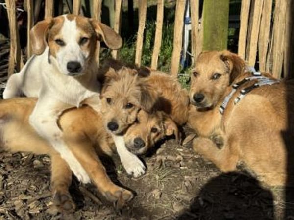 Raven sucht gutes Zuhause